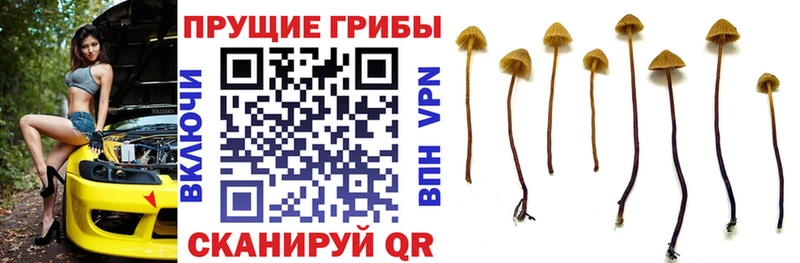 Галлюциногенные грибы ЛСД  Вологда 