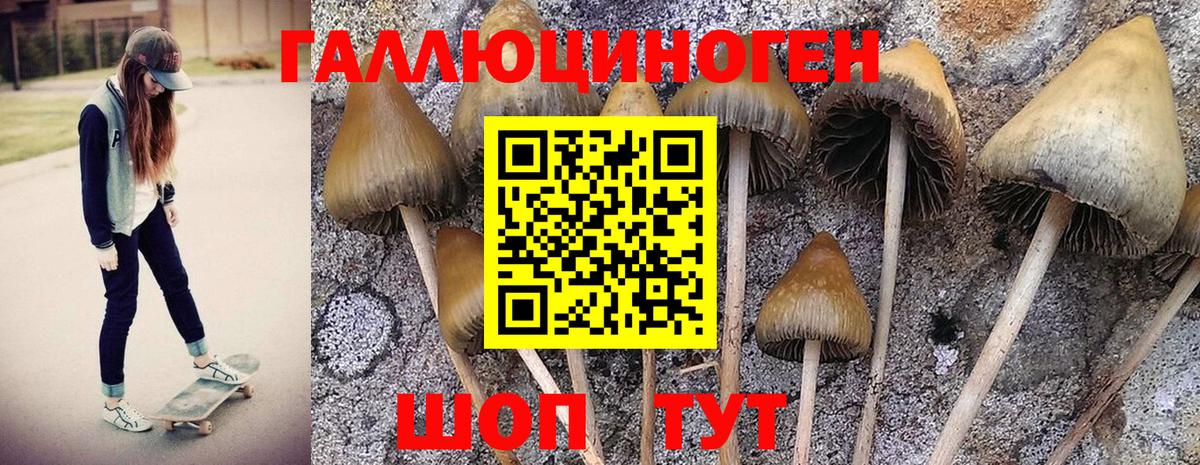 Вологда  хочу   Вход с VPN  Псилоцибиновые грибы MAGIC MUSHROOMS  Галлюциногенные грибы GOLDEN TEACHER 
